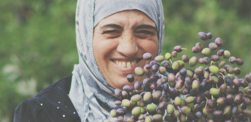 holy-land-trust-olive-harvest-image12.jpg