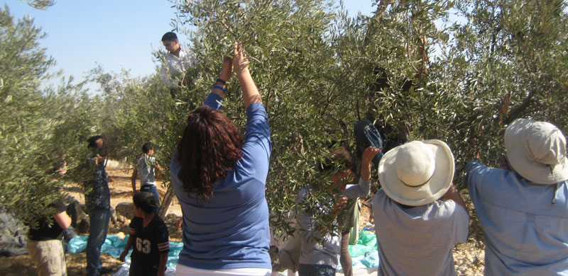 Holy-Land-Trust-olive-harvest-1.jpg